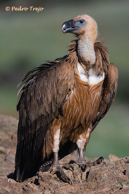 Buitre leonado (Gyps fulvus)